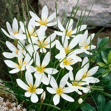 Zephyranthes Candida Flower seeds for Planting - Shade Tolerant, Heirloom & GMO Free Seeds for Home Garden