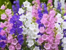 Bells Mix Flower Planting Seeds for Colorful Gardens