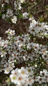White Leptospermum Scoparium Trees - Seeds for Beautiful Blossoms and Resilient Garden Design