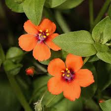 Orange Pimpernel Scarlet Flower Seeds for Planting Bright Annual Blooms
