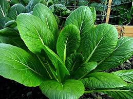 Green Komatsuna Vegetable Seeds for Easy Planting