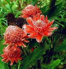 Red Green Torch Ginger Flower seeds for Planting - Easy to Grow, Heirloom & GMO Free Seeds for Home Garden