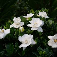 Gardenia Flower Seeds for Planting Beautiful Fragrant Blooms