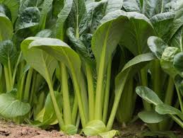 Green Komatsuna Vegetable Seeds for Easy Planting