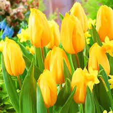 Yellow Tulip Flower Seeds for Planting – Heirloom NonGMO Organic Garden Seeds – Compact Growth High Germination
Sale