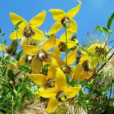 Yellow Clematis Flower Seeds for Planting – Heirloom NonGMO Organic Garden Seeds – Long Bloom Season High Germination
Sale