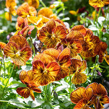 Planting Guide for Mixed Viola Tiger Flower Seeds