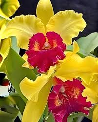 Yellow Cattleya Hybrida Flower seeds for Planting - Shade Tolerant, Heirloom & GMO Free Seeds for Home Garden