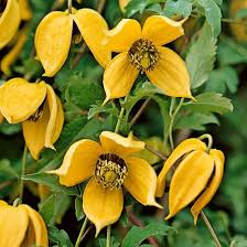 Yellow Clematis Flower Seeds for Planting – Heirloom NonGMO Organic Garden Seeds – Long Bloom Season High Germination
Sale for planting in home garden