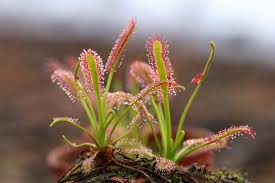 Mixed Drosera Chrysolepis Flower seeds for Planting - Long Bloom Season, Heirloom & GMO Free Seeds for Home Garden