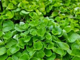 Emerald Falls Dichondra House Flower seeds for Planting - Fragrant Blossoms, Heirloom & GMO Free Seeds for Home Garden