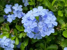 Plumbago Flower seeds for Planting - Cut Flower Favorite, Heirloom & GMO Free Seeds for Home Garden