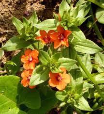 Orange Pimpernel Scarlet Flower Seeds for Planting Bright Annual Blooms
