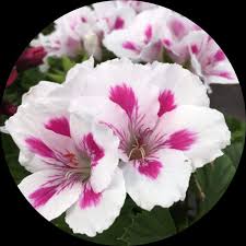 White Brown Pelargonium Flower Seeds for Planting – Heirloom NonGMO Organic Garden Seeds – Border Blooms High Germination
Sale for planting in home garden