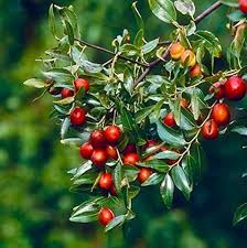 Red Jujube Fruit Seeds for Planting - Grow Your Own Sweet Jujube Trees
