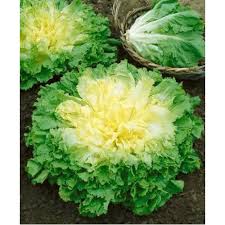 Green Yellow Endive Seeds for Planting Vegetable Garden Starter