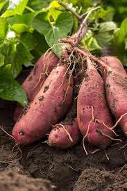 Mixed Sweet Potato Seeds for Vegetable Gardens for Planting, Premium Seeds | Heirloom Non-GMO - Evergrowseeds