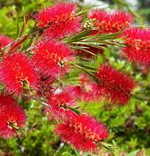 Red Bottlebrush Tree Seeds for Planting Add Vibrant Color to Your Garden