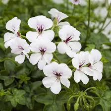 White Brown Pelargonium Flower Seeds for Planting – Heirloom NonGMO Organic Garden Seeds – Border Blooms High Germination
Sale