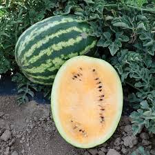 Orange Watermelon Seeds for Planting - Grow Your Own Juicy Fruit