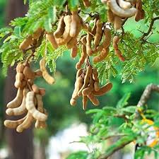 Tamarindo Seeds for Planting - Start Your Tamarind Tree Today