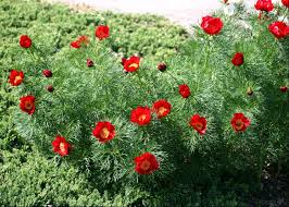 Paeonia Tenuifolia Flower seeds for Planting - Shade Tolerant, Heirloom & GMO Free Seeds for Home Garden
