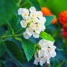 White Lantana Flower Seeds for Planting – Heirloom NonGMO Organic Garden Seeds – Hardy Variety High Germination
Sale