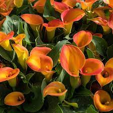 Orange Calla Flower seeds for Planting - Perfect for Borders, Heirloom & GMO Free Seeds for Home Garden
Sale seeds for home garden