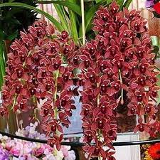 Dark Red Orchid Flower seeds for Planting - Fragrant Blossoms, Heirloom & GMO Free Seeds for Home Garden
Sale seeds for home garden