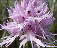 Purple Pyramid Monkey Orchid Flower seeds blooming in flower beds, containers, borders, and pollinator-friendly gardens