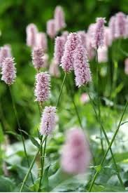 Pink Polygonum Bistorta Flower seeds for Planting - Bright Blooms, Heirloom & GMO Free Seeds for Home Garden
Sale seeds for home garden
