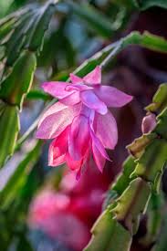 Violet Schlumbergera Flower Seeds for Planting – Heirloom NonGMO High Germination Organic Garden Seeds for Exotic Indoor Blooms
Sale