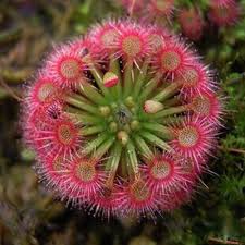 Red Drosera Flower seeds for Planting - Compact Growth, Heirloom & GMO Free Seeds for Home Garden
Sale seeds for home garden