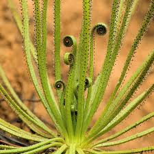 Drosophyllum Lusitanicum Carnivorous Seeds – Heirloom Non-GMO Bright Blooms for Garden Planting
Sale seeds for home garden