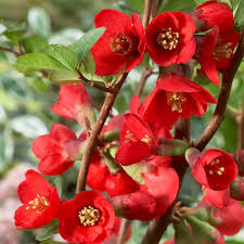 Red Chaenomeles Japonica Flower seeds for Planting - Bright Blooms, Heirloom & GMO Free Seeds for Home Garden
Sale seeds for home garden