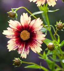White Coreopsis Flower Seeds Planting