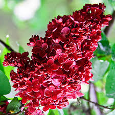 Red Lilac Seeds Tree Fragrant Hardy Perennial Flower Shrub Garden Plant Tree