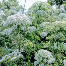 Scotch Lovage (Ligusticum scoticum) Flower seeds for Planting - Wildflower Mix, Heirloom & GMO Free Seeds for Home Garde