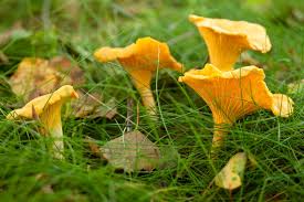 Yellow Chanterelle Mushroom Seeds for Planting