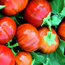 Orange Turkish Vegetable Seeds for Planting