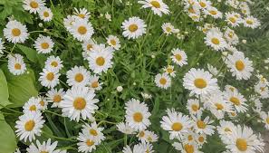 Chamomile Seeds for Planting - Grow Your Own Chamomile Flowers