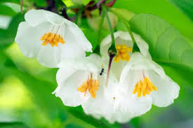 White Carolina Silverbell Tree Seeds for Planting