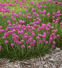 Mixed Joystick Flower Seeds - Perfect for Vibrant Planting
