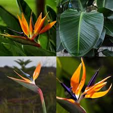 Orange Reginae Flower Seeds for Planting - Bright Perennial Blooms