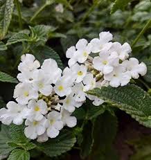 White Lantana Flower Seeds for Planting – Heirloom NonGMO Organic Garden Seeds – Hardy Variety High Germination
Sale