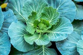 Green Georgia Collard Vegetable Seeds - Easy Planting