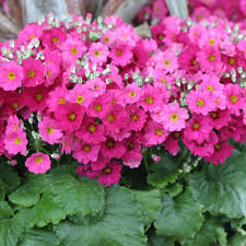 Multi Primula Malacoides Flower Seeds for Planting – Heirloom NonGMO Organic Garden Seeds – Easy to Grow High Germination
Sale for planting in home garden