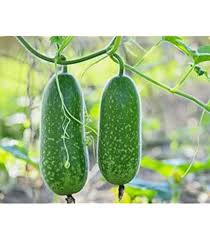 Hairy Gourd Vegetable Seeds for Planting