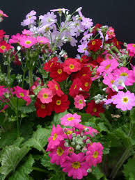 Multi Primula Malacoides Flower Seeds for Planting – Heirloom NonGMO Organic Garden Seeds – Easy to Grow High Germination
Sale