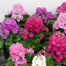 Multi Primula Malacoides Flower Seeds for Planting – Heirloom NonGMO Organic Garden Seeds – Easy to Grow High Germination
Sale